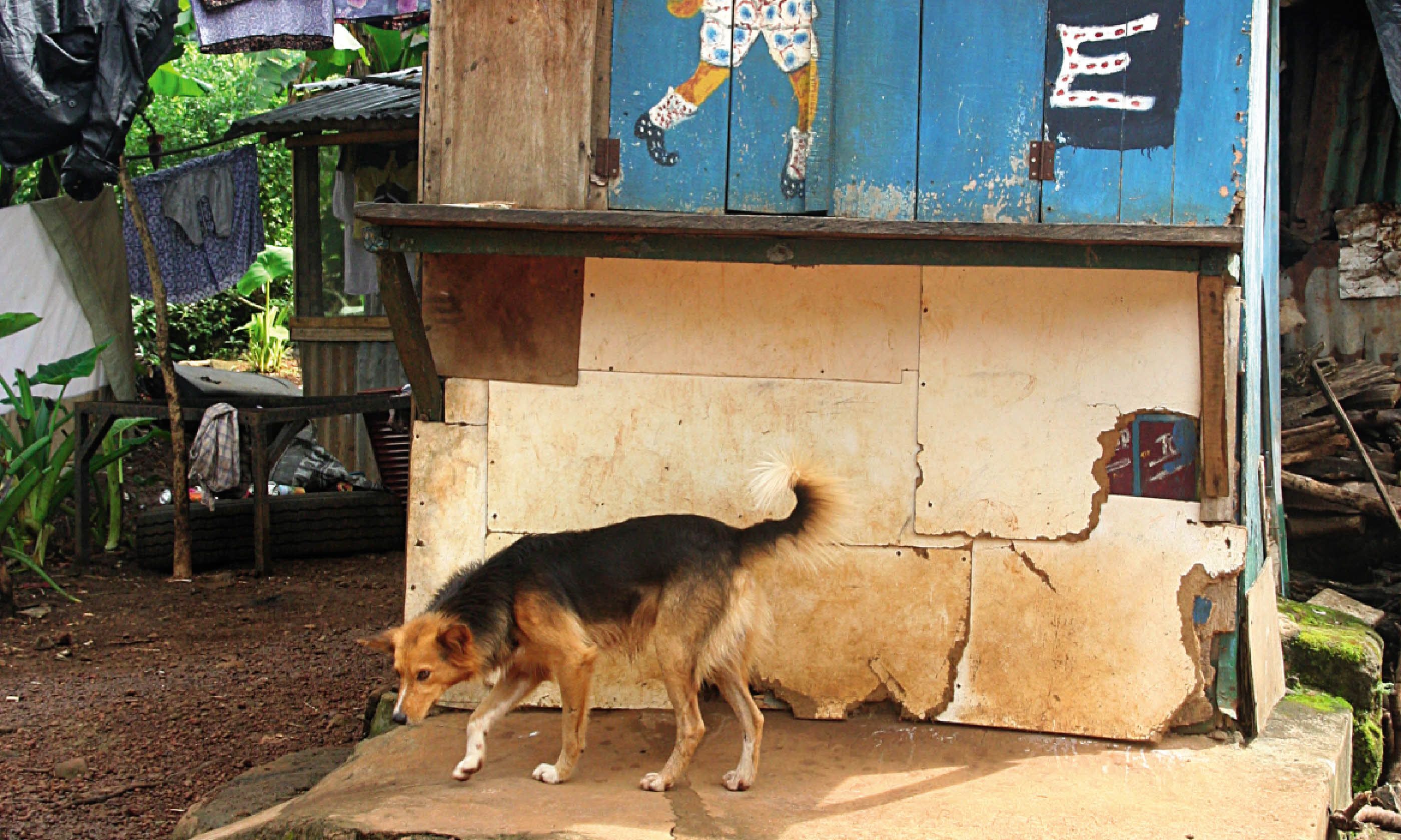 A stray dog wanders outside a temporarily closed fishing shop (Nick Redmayne)
