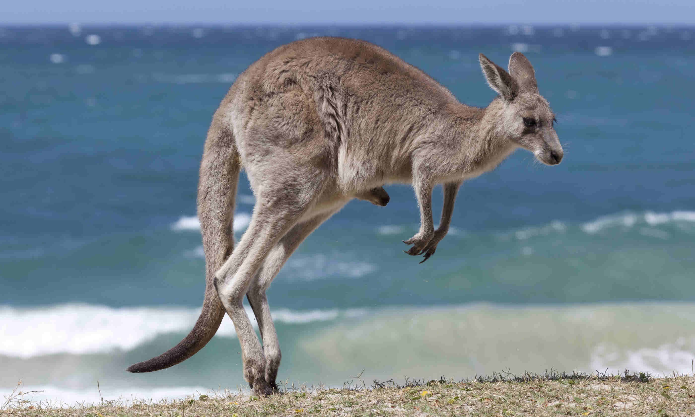 Kangaroo on the beach, New South Wales (Shutterstock)