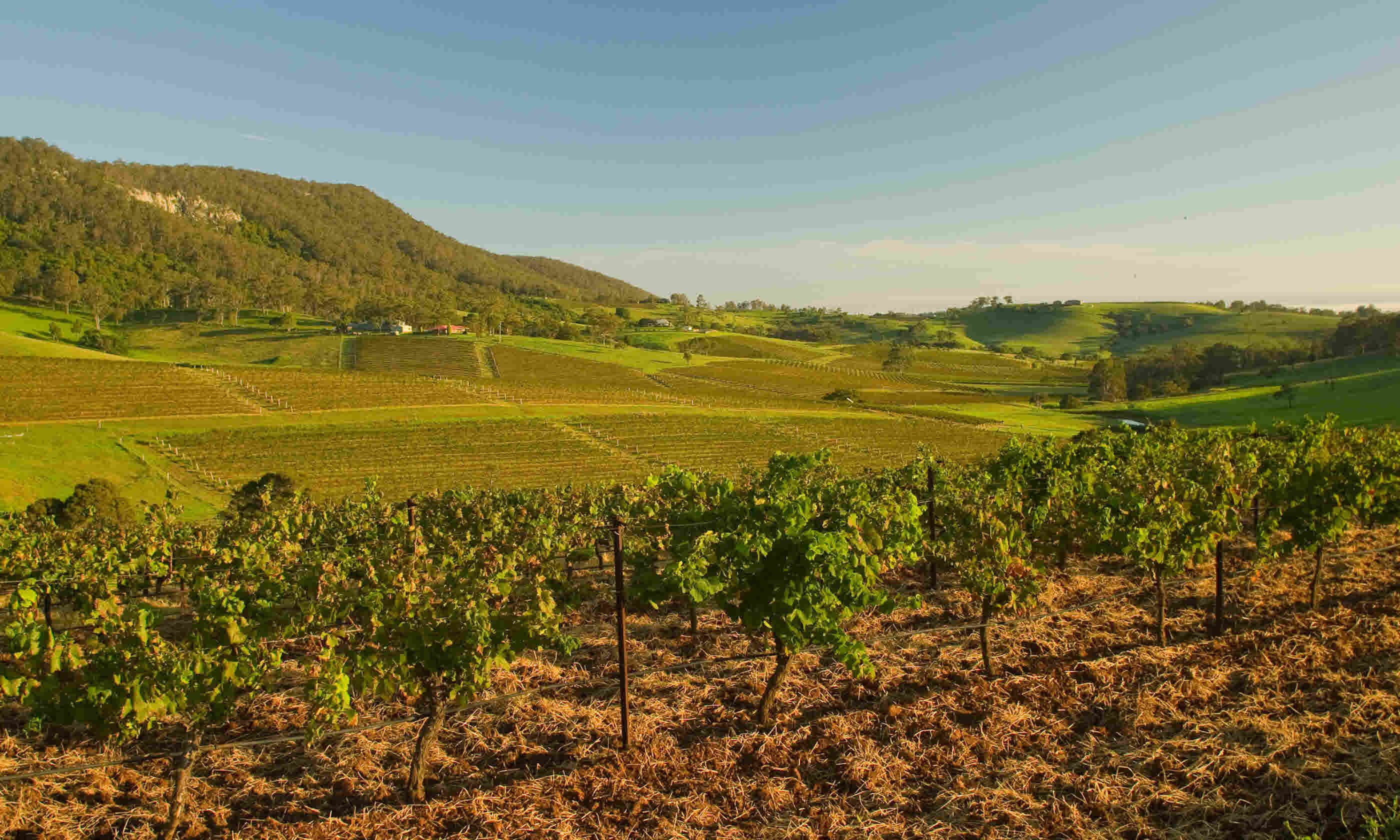 Vineyards in Hunter Valley, Australia (Shutterstock)