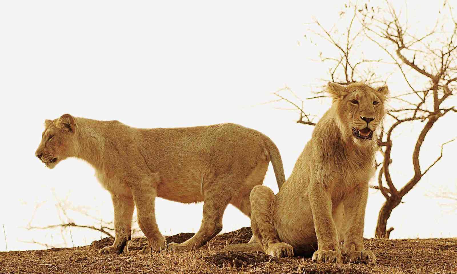 Lions in Gir forest (Dreamstime)