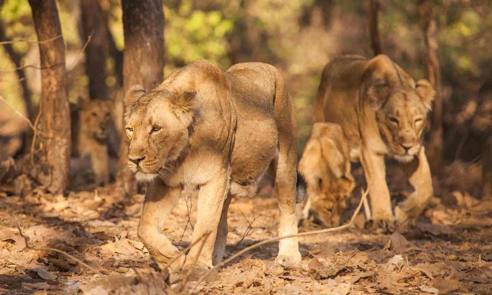 Asiatic lions in Gujarat, India (Shutterstock)