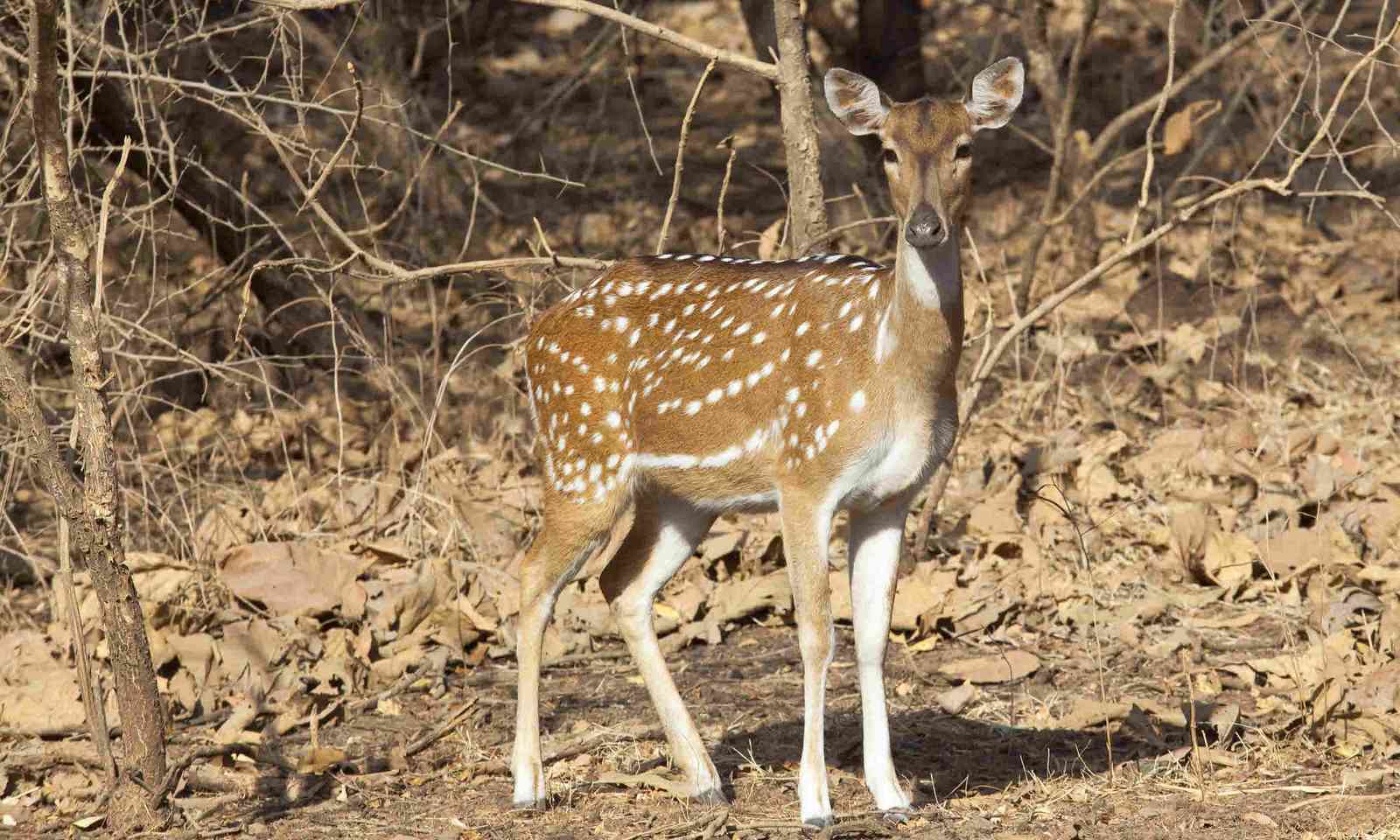 Female spotted deer in Gujarat, India (Shutterstock)