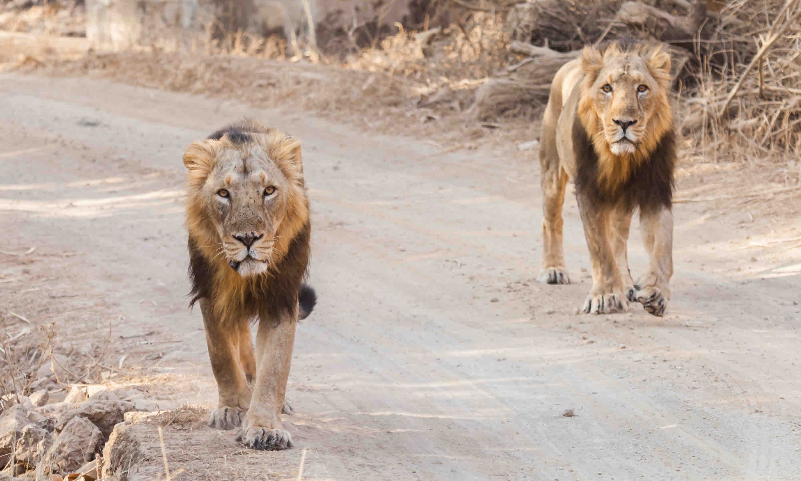 Rescuing India s Lions Wanderlust rescuing-india-s-lions-wanderlust