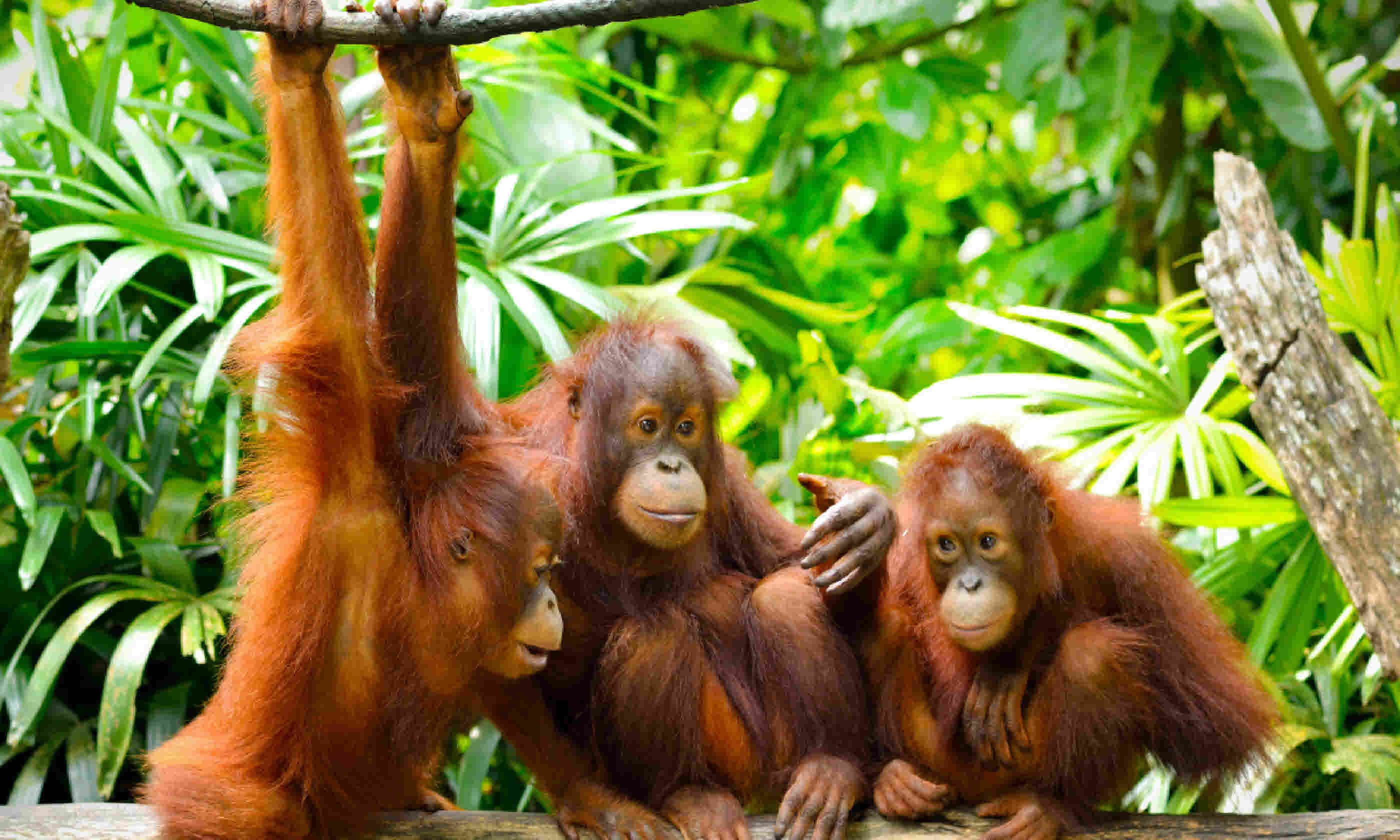 Group of orangutans (Shutterstock)