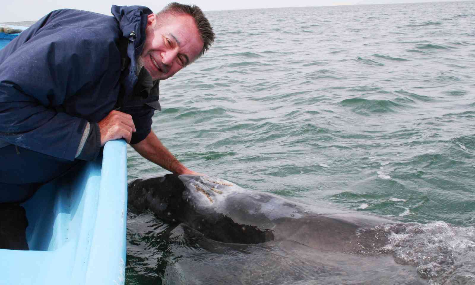 Nigel meeting a grey whale (Mike Garner)