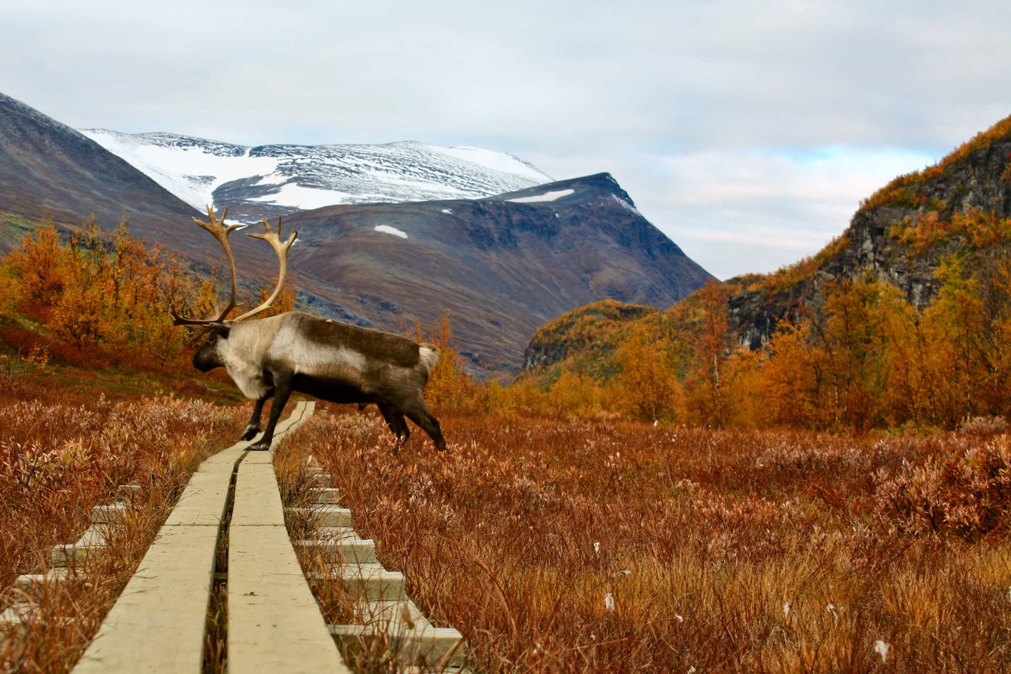 Trekking The Kungsleden Trail In Remote Swedish Lapland Wanderlust trekking-the-kungsleden-trail-in-remote-swedish-lapland-wanderlust