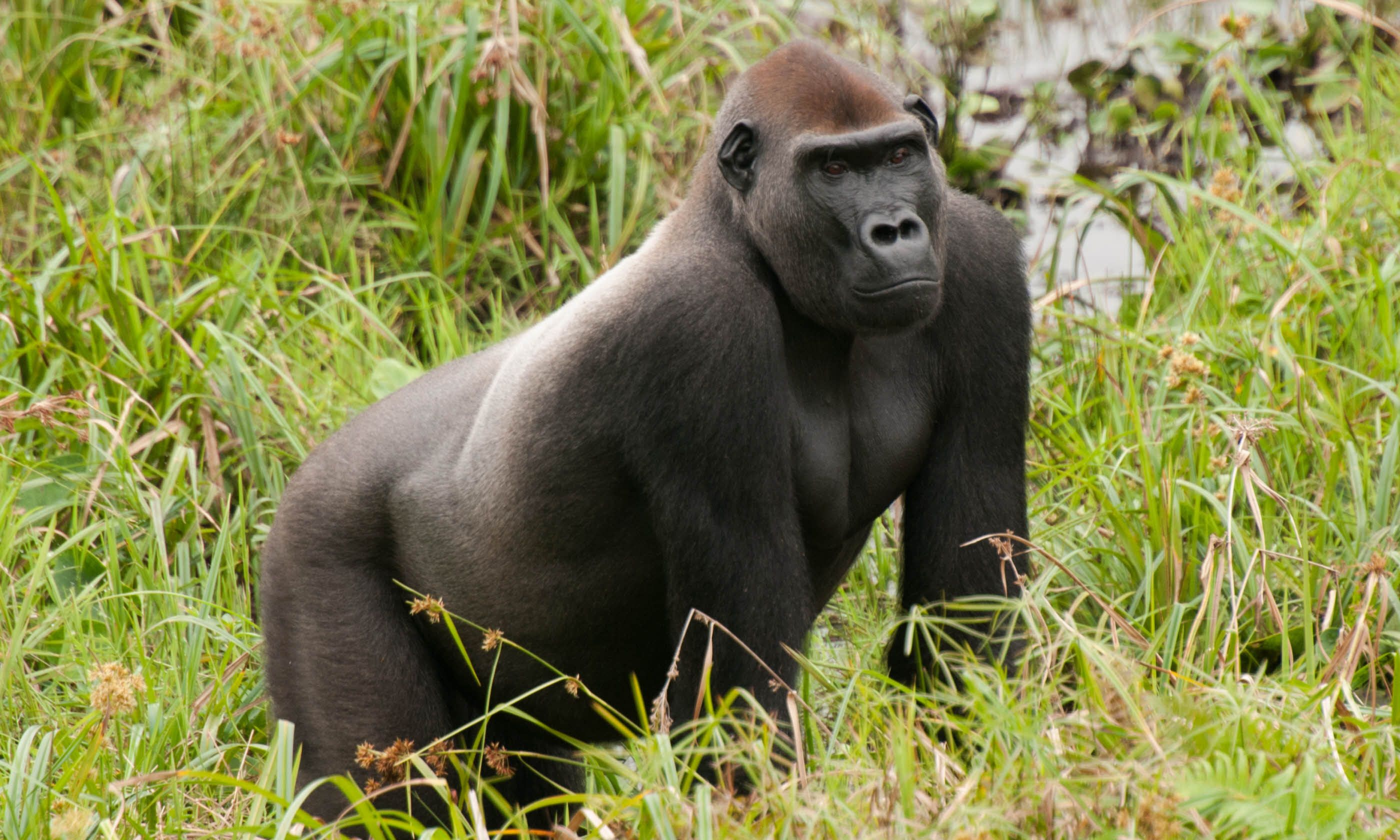 Searching For Gorillas In Congo Brazzaville S Northern Rainforests Wanderlust