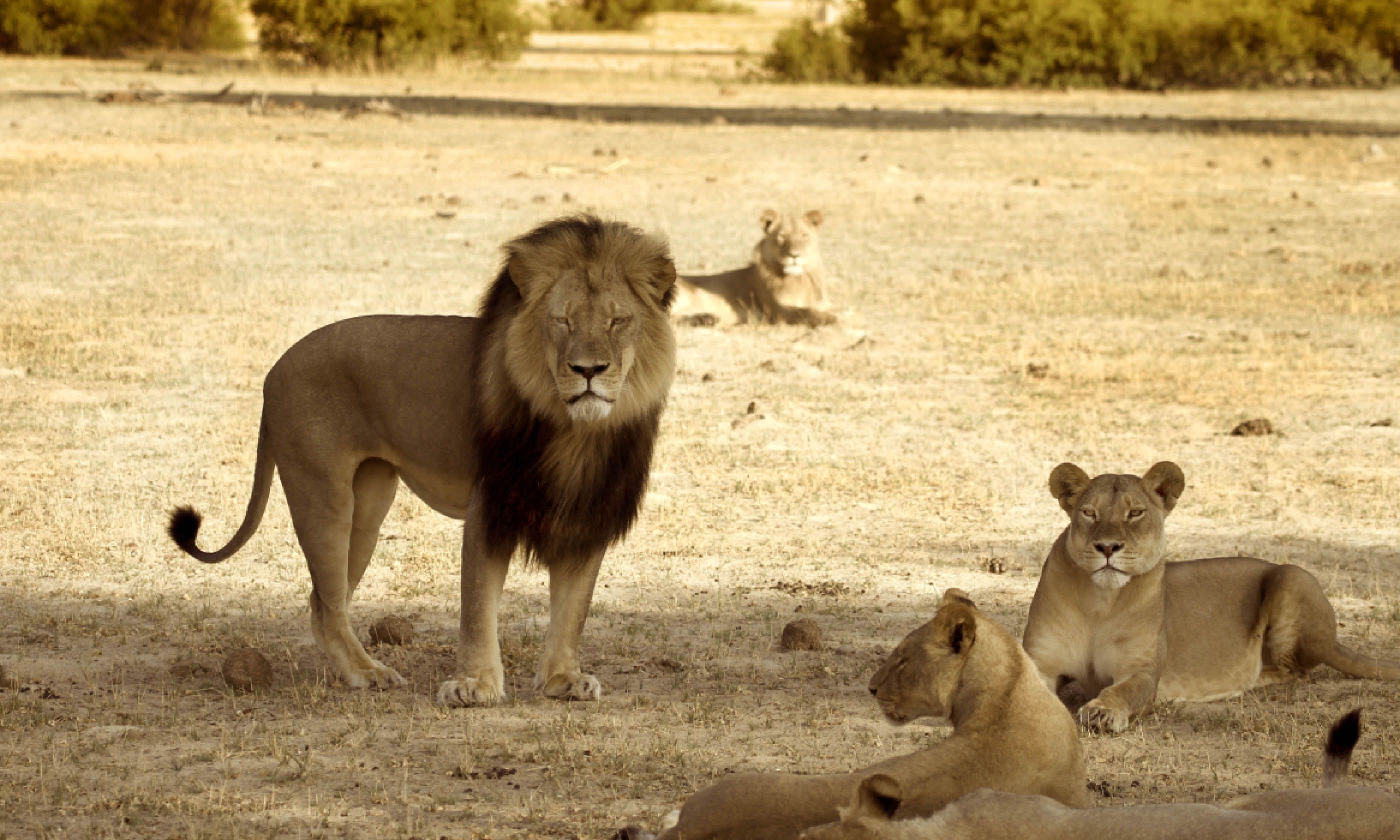 Cecil with his pride in Hwange National Park (Shutterstock)