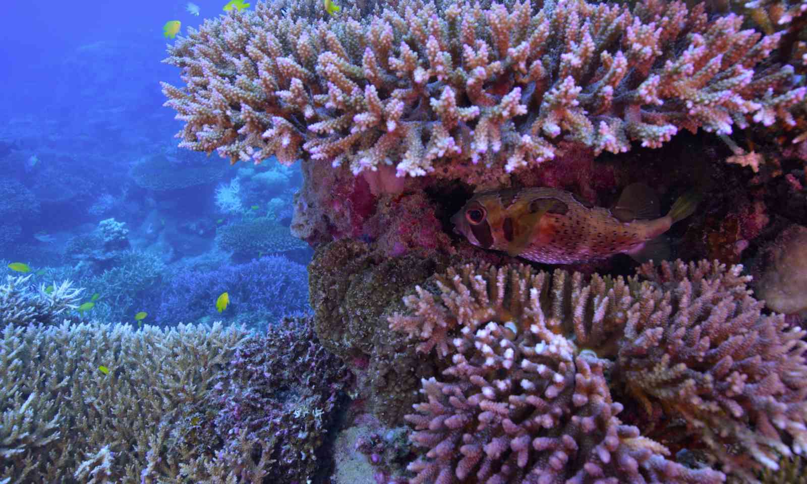 The evidence of coral bleaching (Netflix)