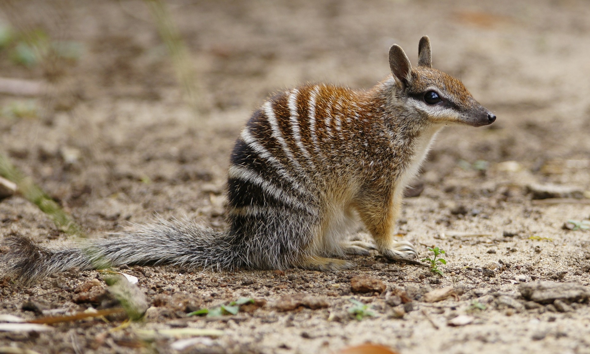 Australia s 7 Cutest Marsupials And Where To Find Them Wanderlust Australia s 7 cutest marsupials and where to find them wanderlust