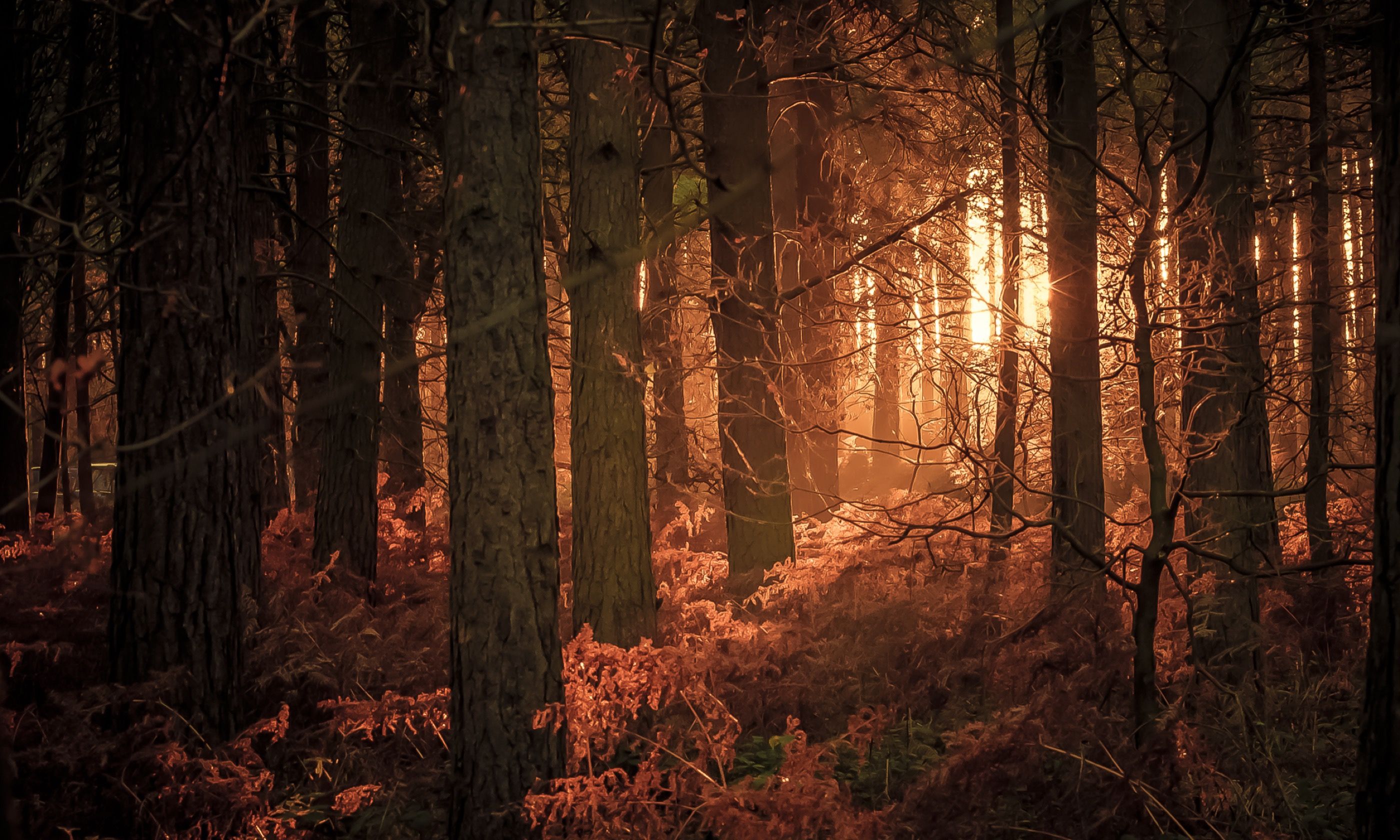 Cannock Chase (Shutterstock.com)