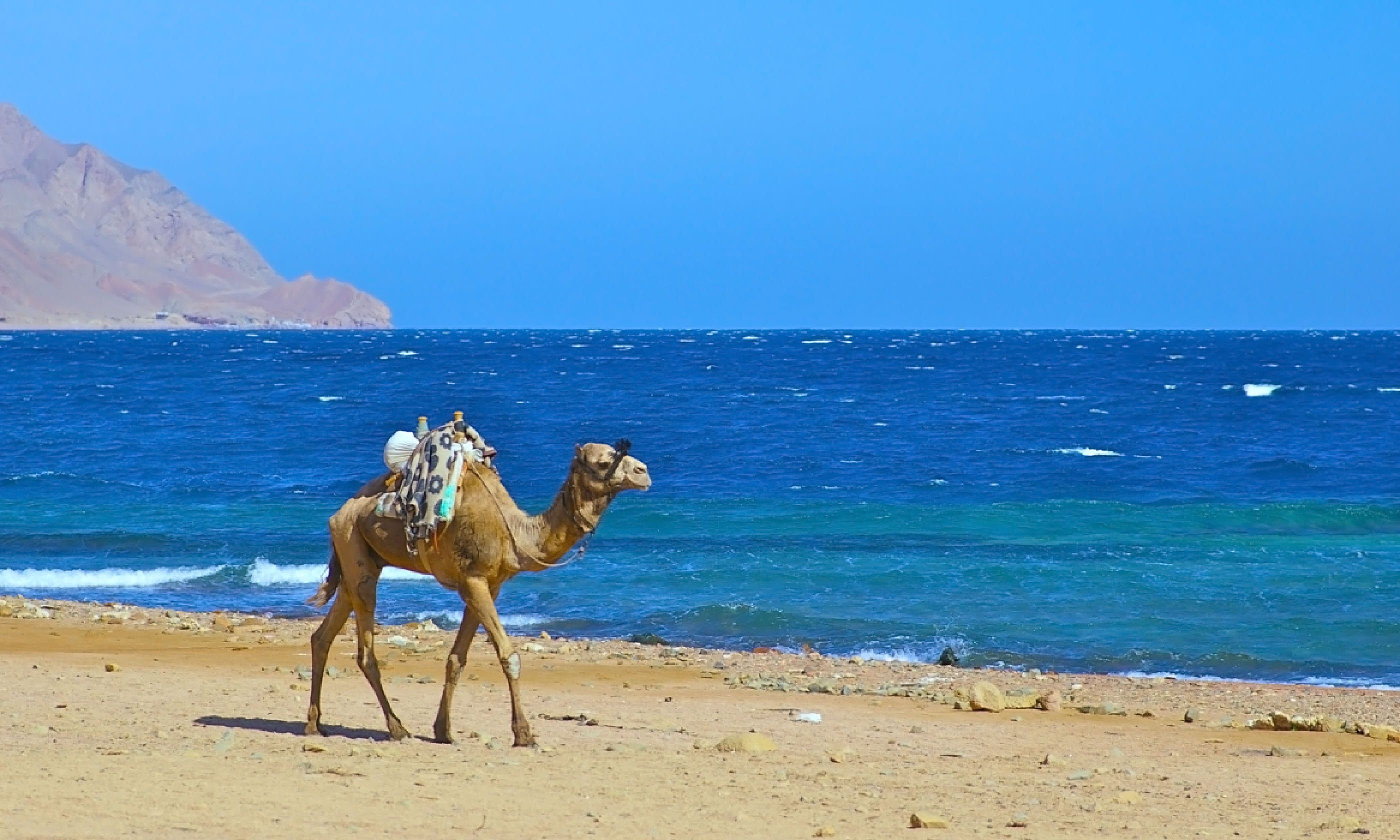 Camel in Dahab, Egypt (Shutterstock)