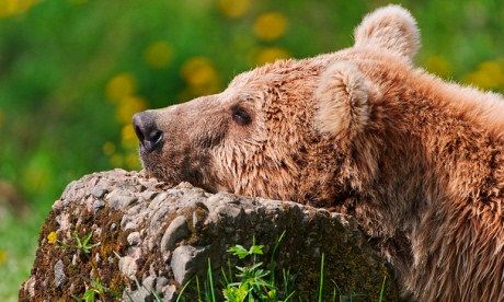 (Tambako the Jaguar)