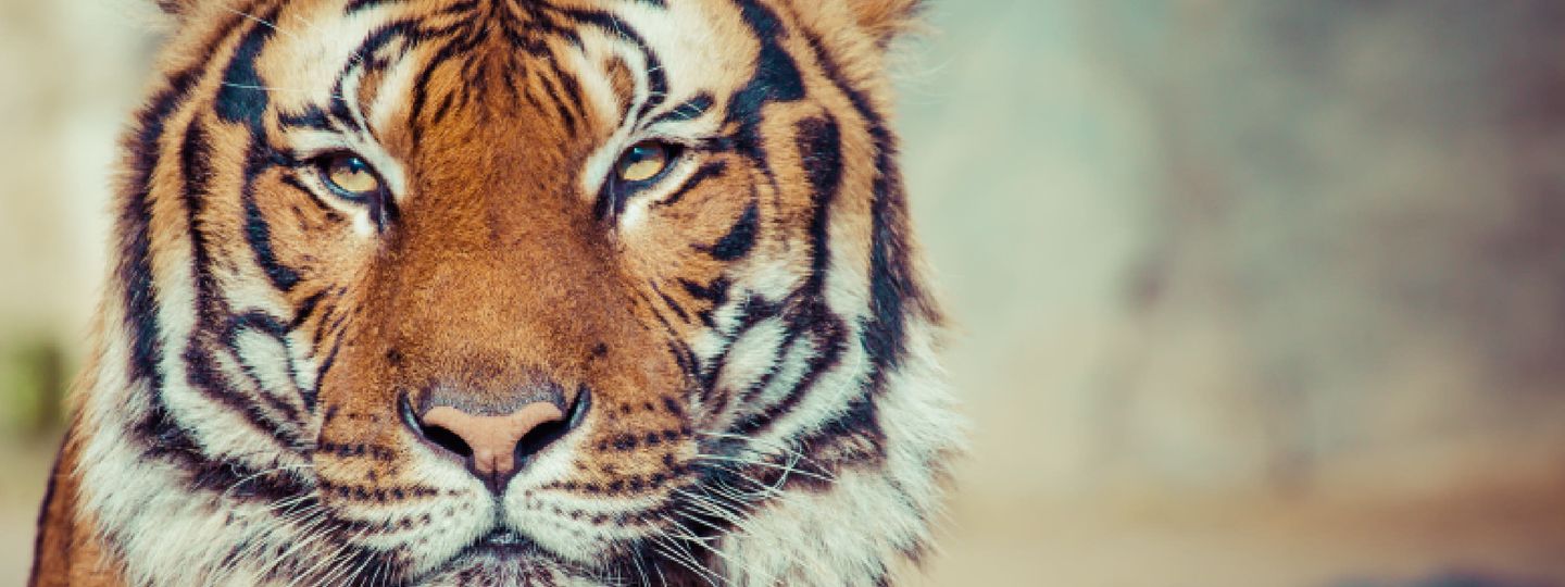 6 tips for tiger watching in india wanderlust