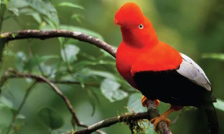 Bird-watching ticklist