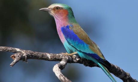 Bird-watching ticklist