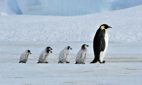 Bird-watching ticklist