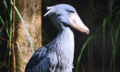 Bird-watching ticklist