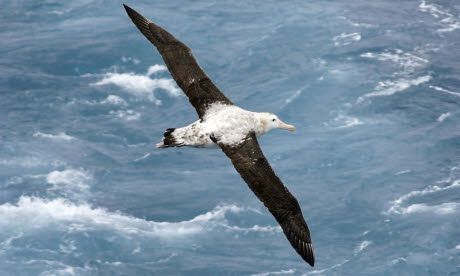 Bird-watching ticklist