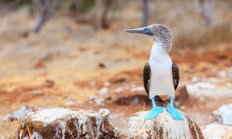 Bird-watching ticklist