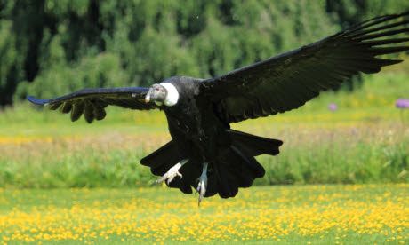 Bird-watching ticklist