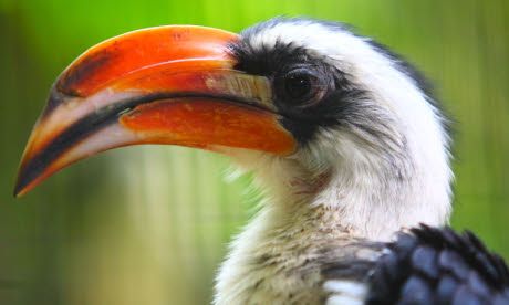 Bird-watching ticklist