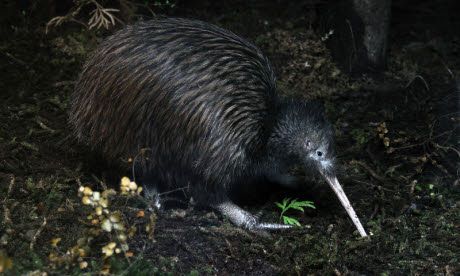 Bird-watching ticklist