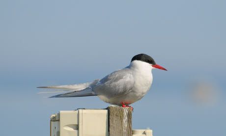 Birdwatching ticklist