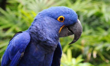 Birdwatching ticklist