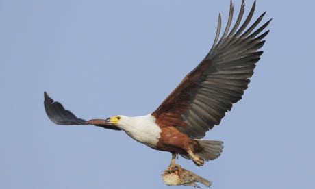 Birdwatching ticklist