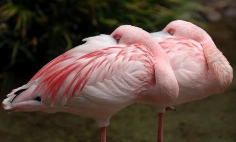 Birdwatching ticklist