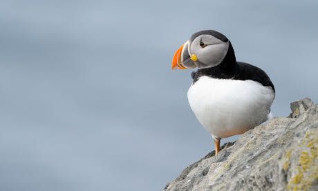 Birdwatching ticklist