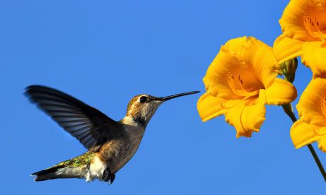 Birdwatching ticklist