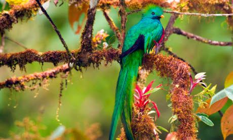 Birdwatching ticklist