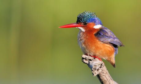 Birdwatching ticklist