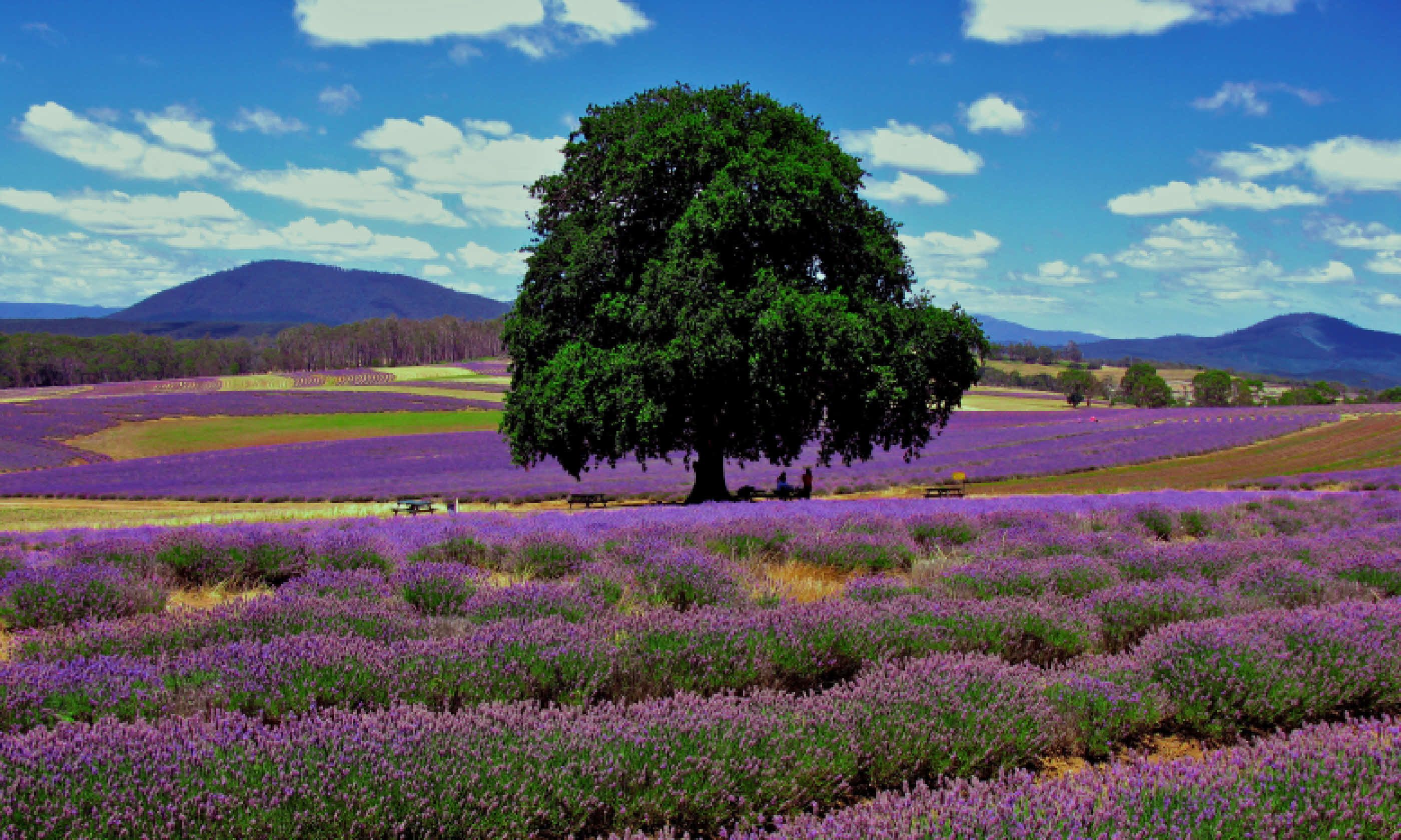 8 amazing lavender fields around the world Wanderlust