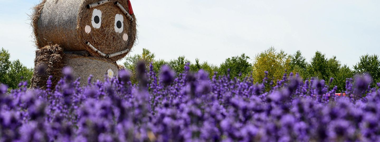 8 amazing lavender fields