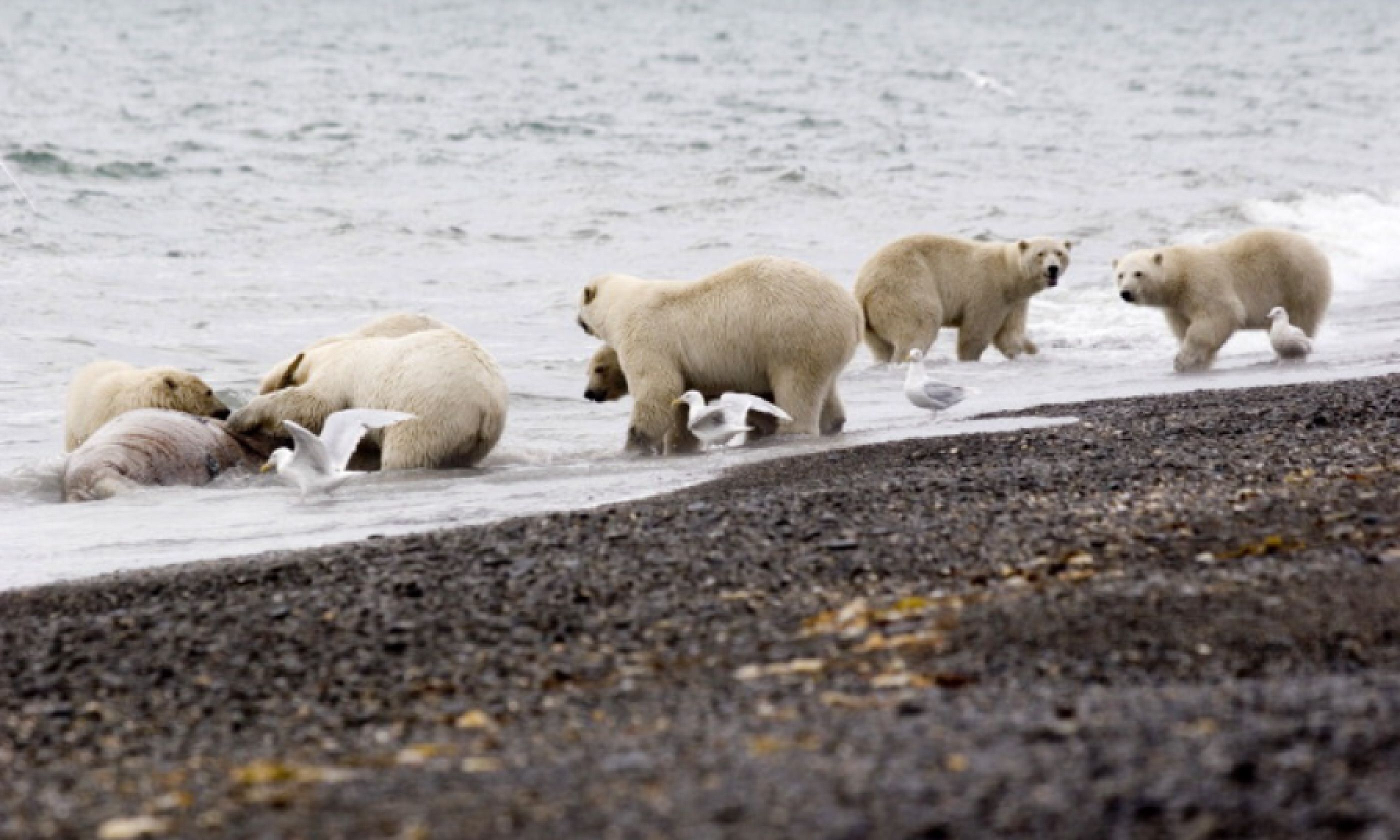 Bears on Wrangel Island (Flickr Creative Commons: International Fund for Animal Welfare Animal Rescue Blog)