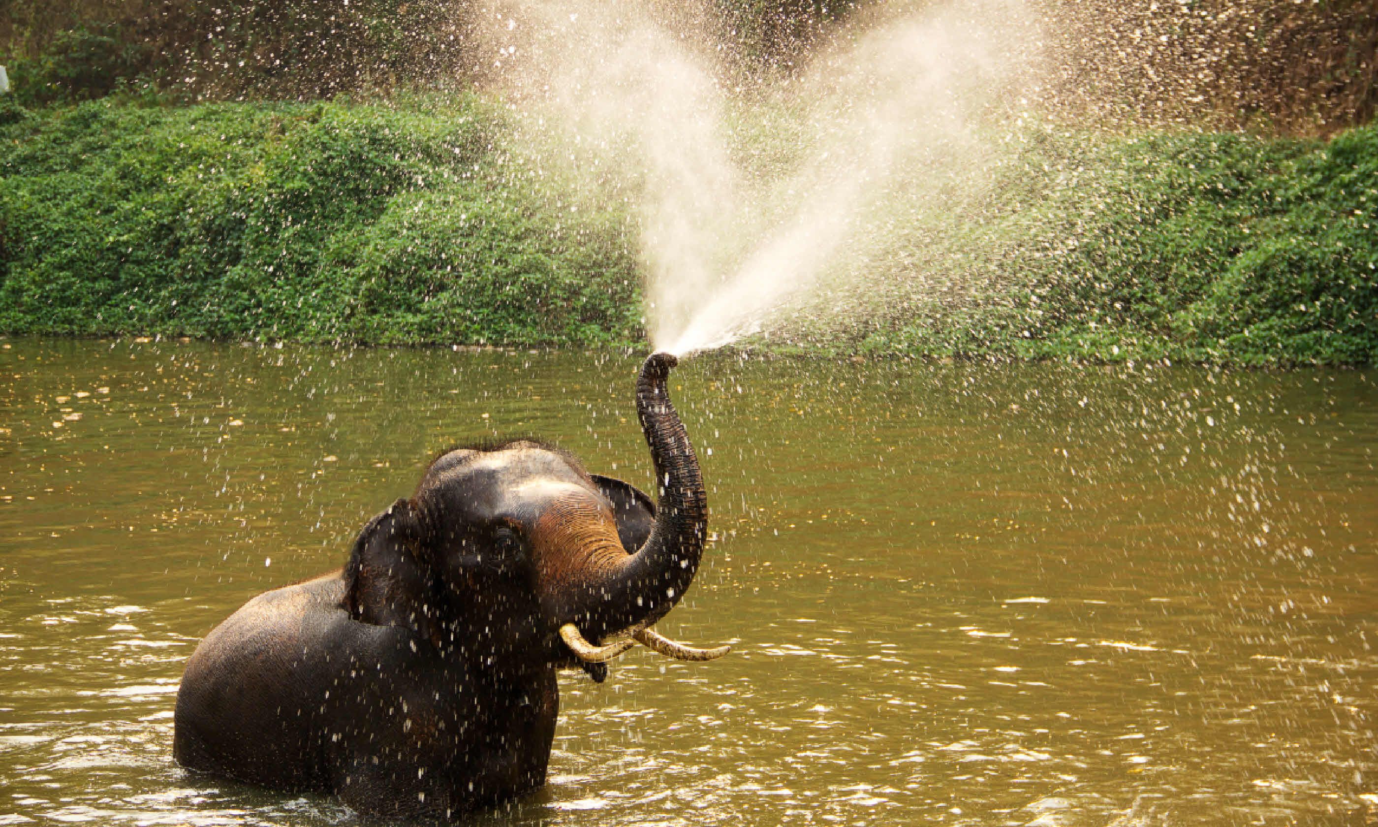 7 wildlife trips Wanderlust