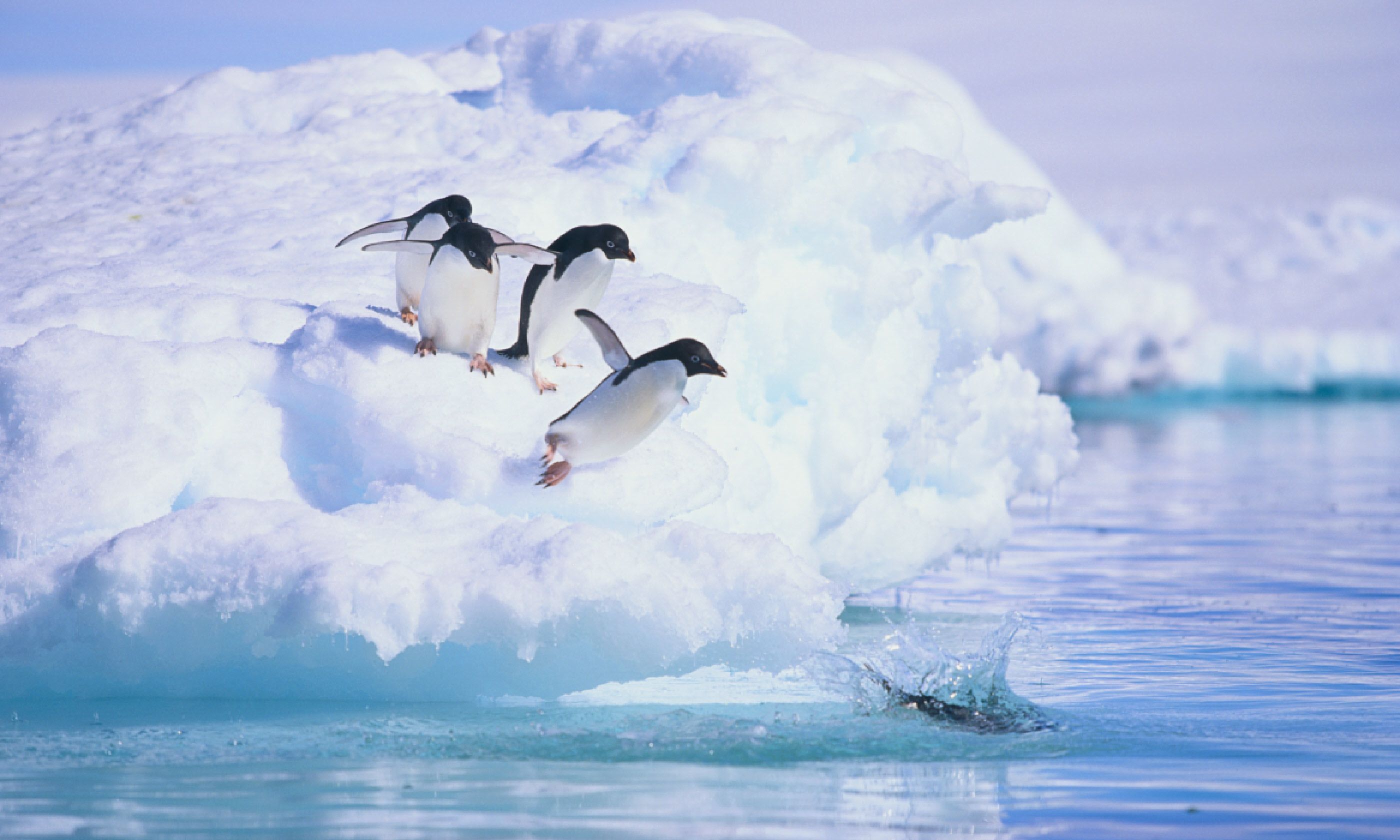 Adelie penguins (Shutterstock)