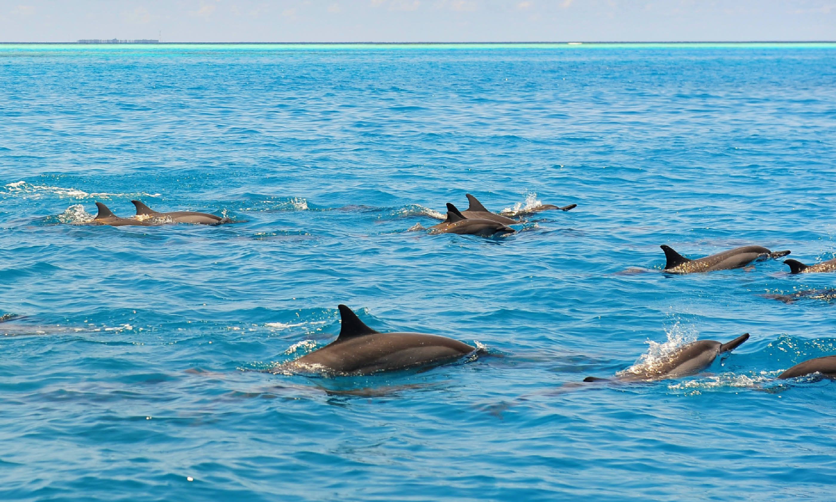 Wild dolphins in the Maldives (Shutterstock)