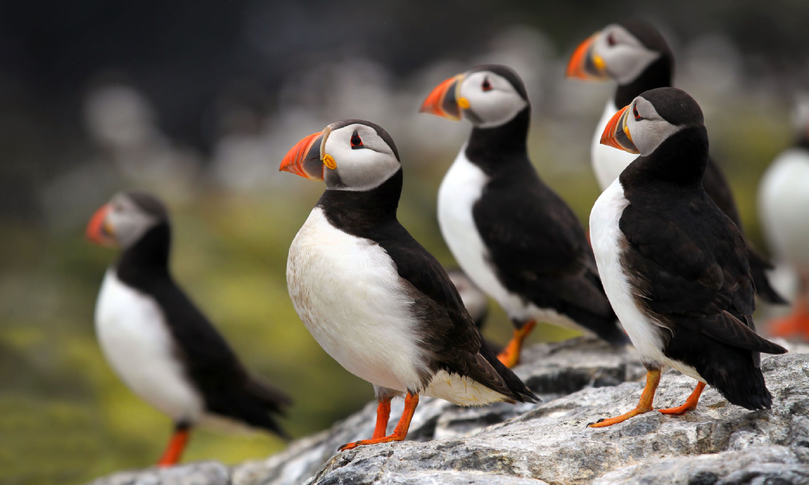 Atlantic Puffins on Lundy Island (Shutterstock)