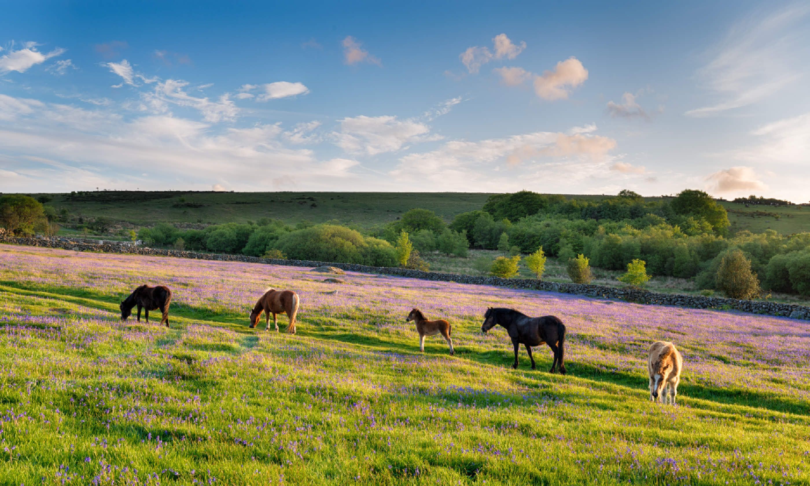 Ponies in Dartmoor National Park (Shutterstock)