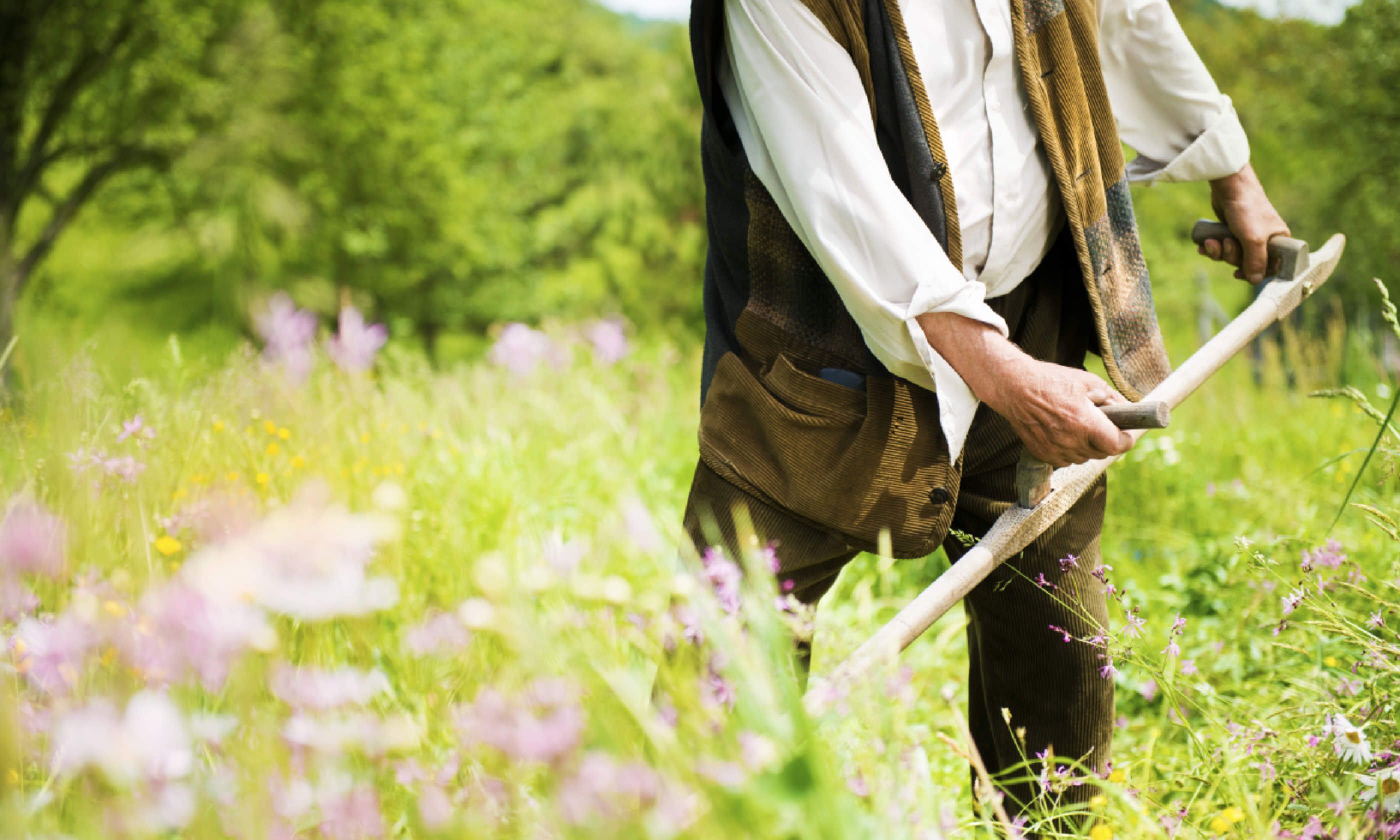 Learning to scythe (Shutterstock)