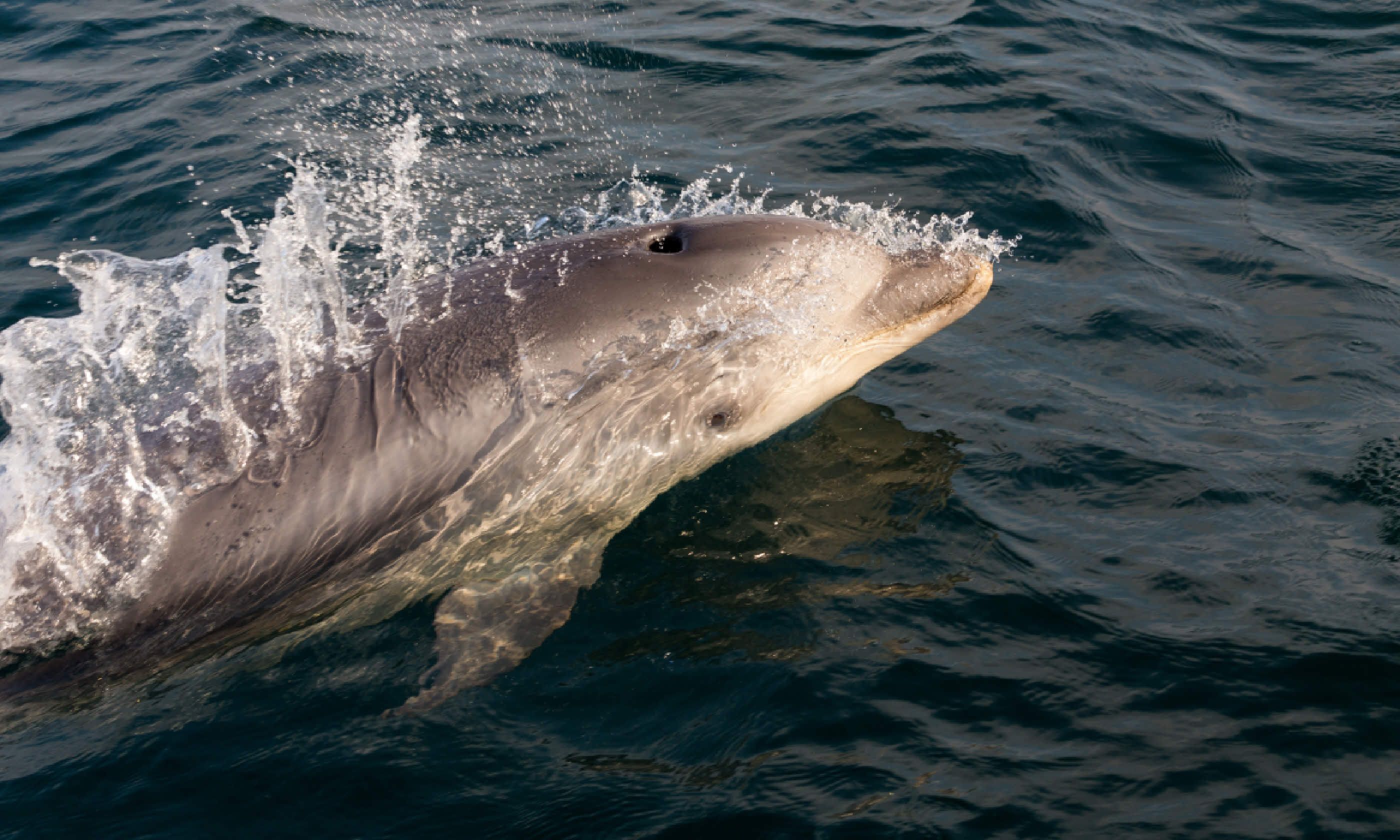 Dolphin swimming in Brittany, France (Shutterstock)