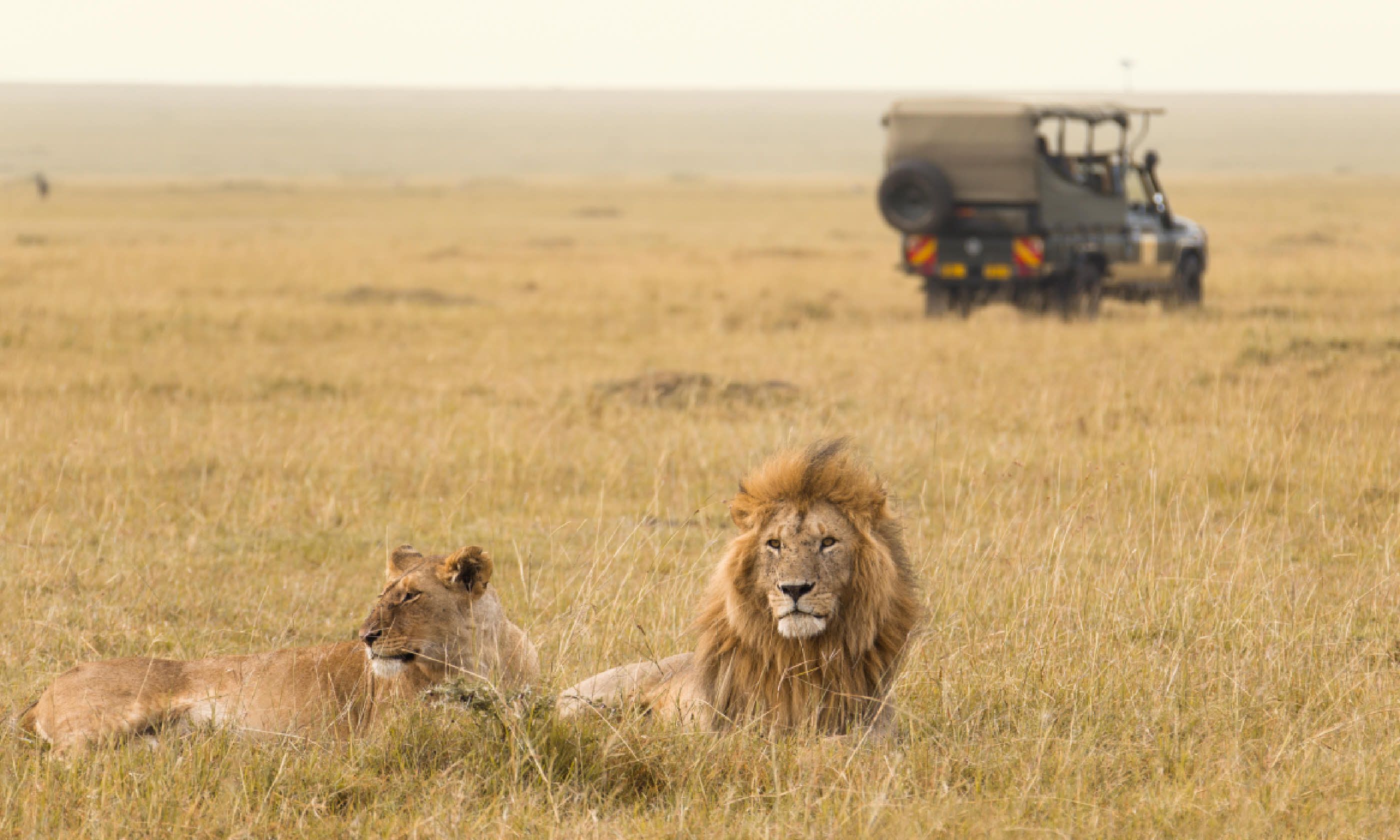 Safari in Masai Mara (Shutterstock)