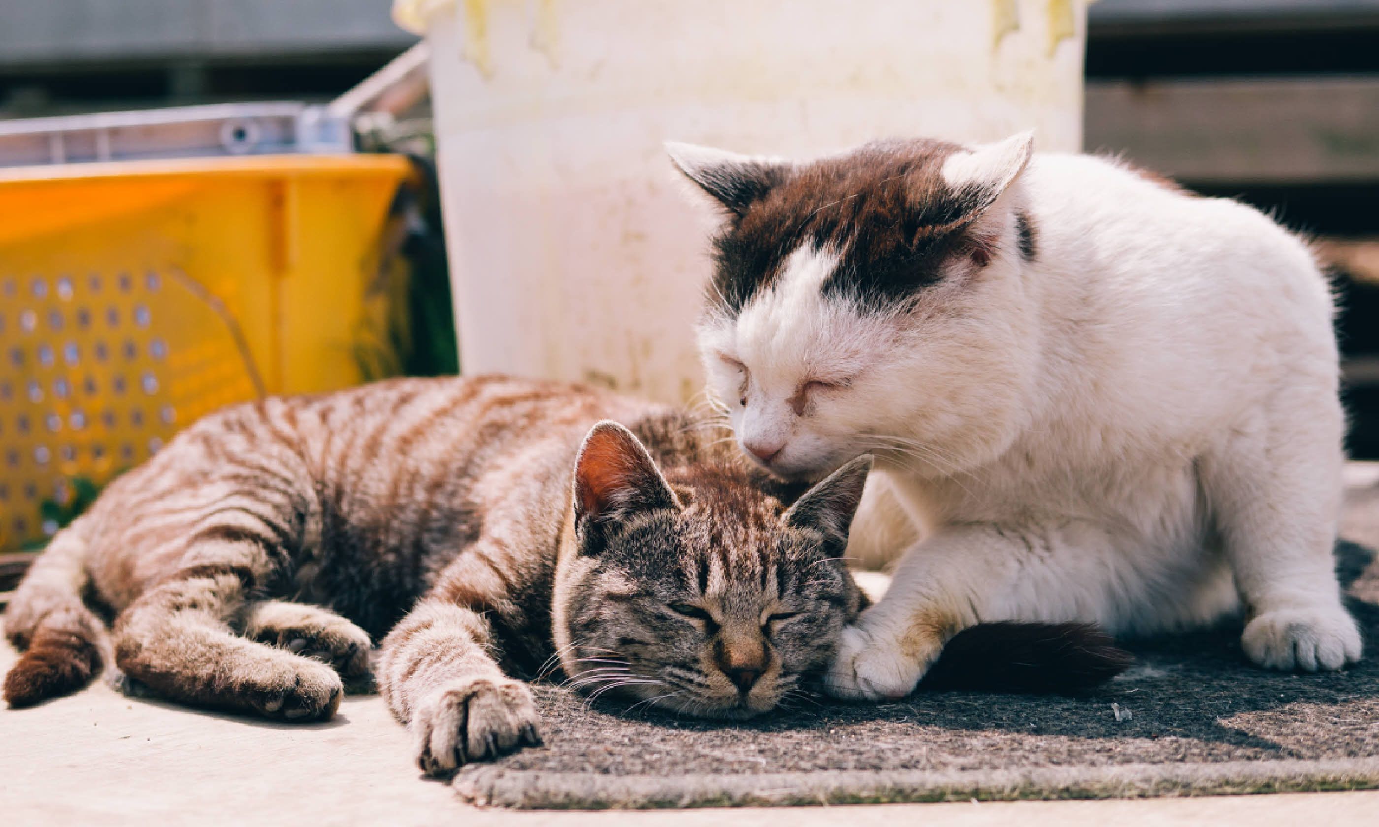 Cat Island (Flick Creative Commons: かがみ~)