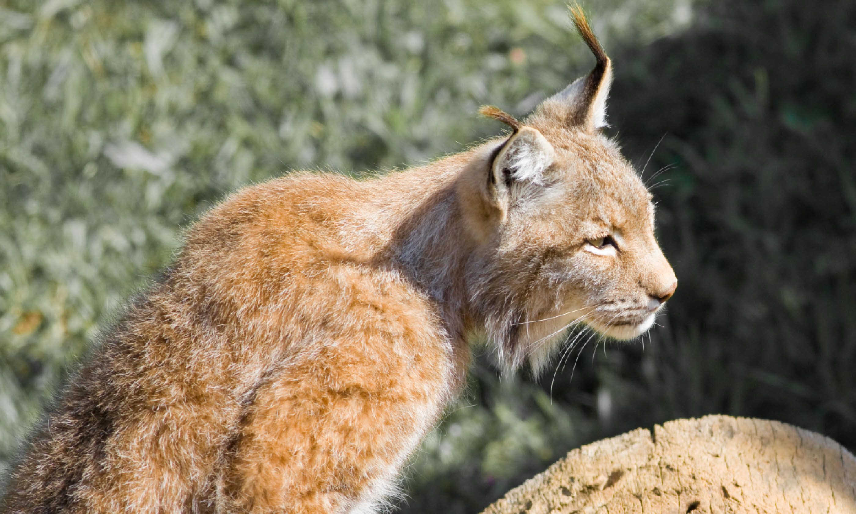 Lynx in Spain (Shutterstock)