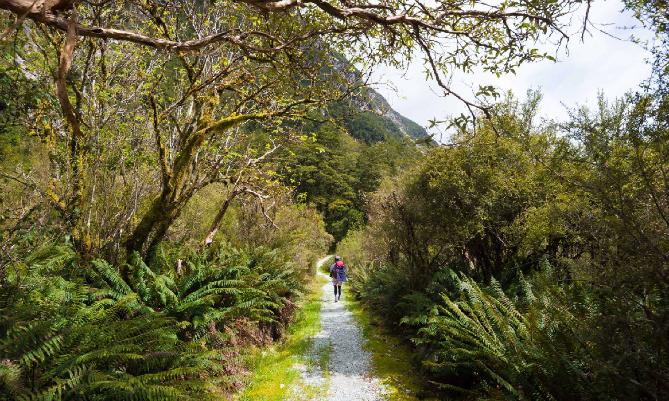 Milford Track (Shutterstock)