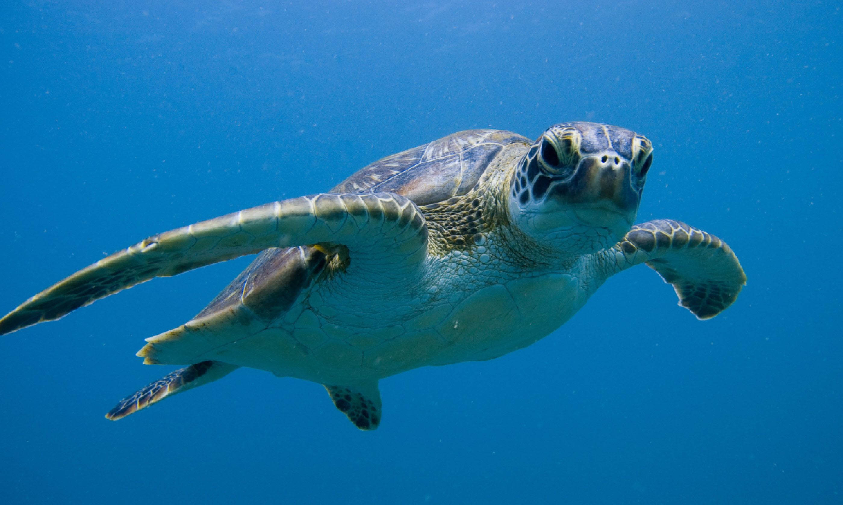 Green sea turtle, Ningaloo Reef (Shutterstock)